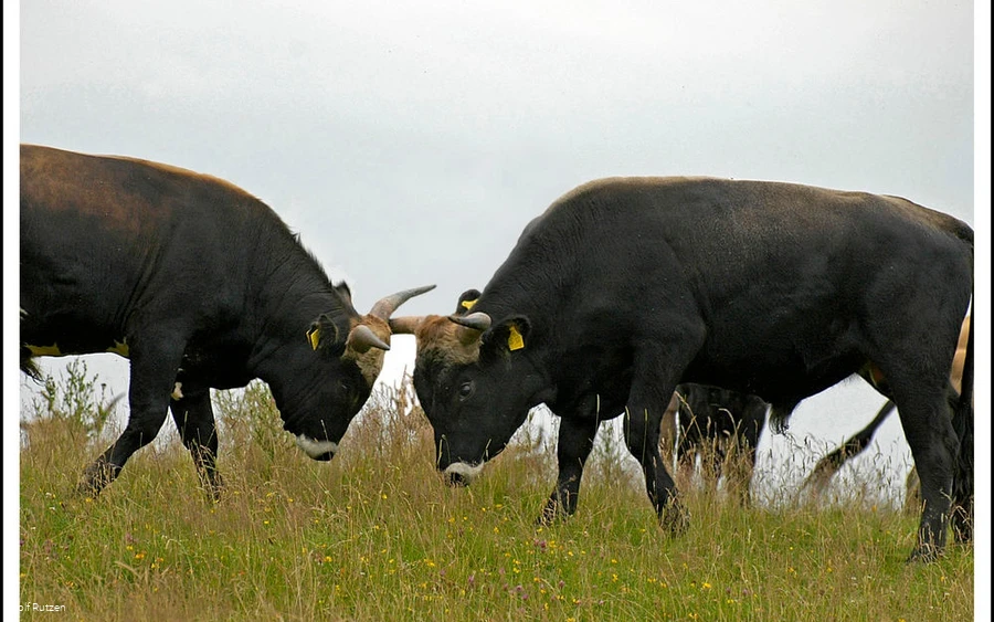 Heckrinder, die Könige des Stillekings Heckrinder, die Könige des Stillekings