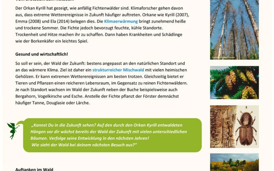 Infotafel Station 5 Waldfeenpfad