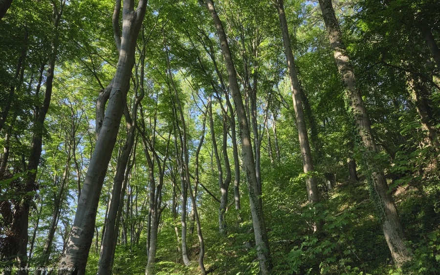 Obermarsberg Wald