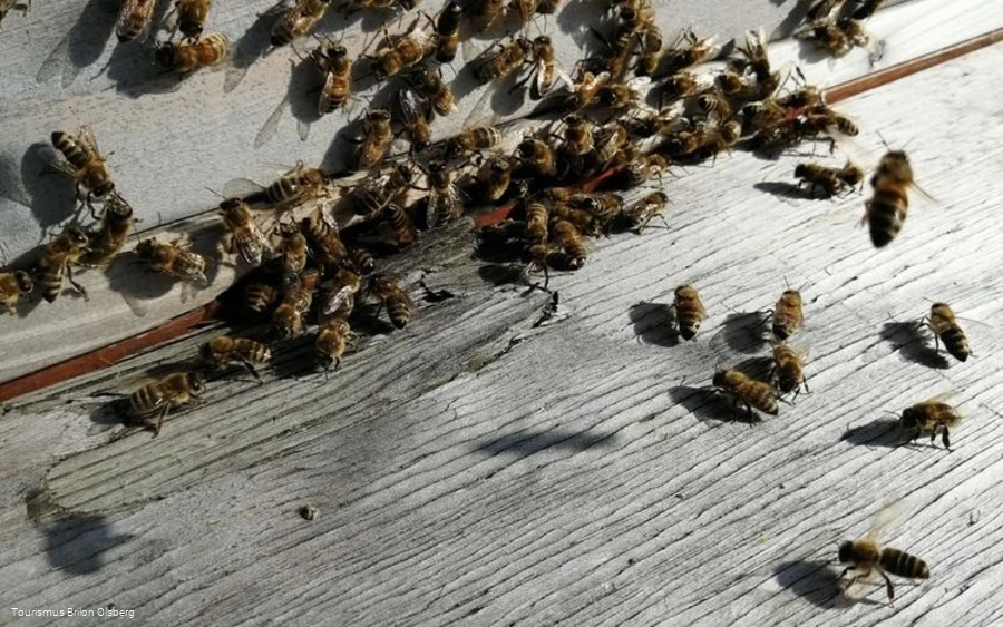 Imkerei Haaben Imkerei Haaben