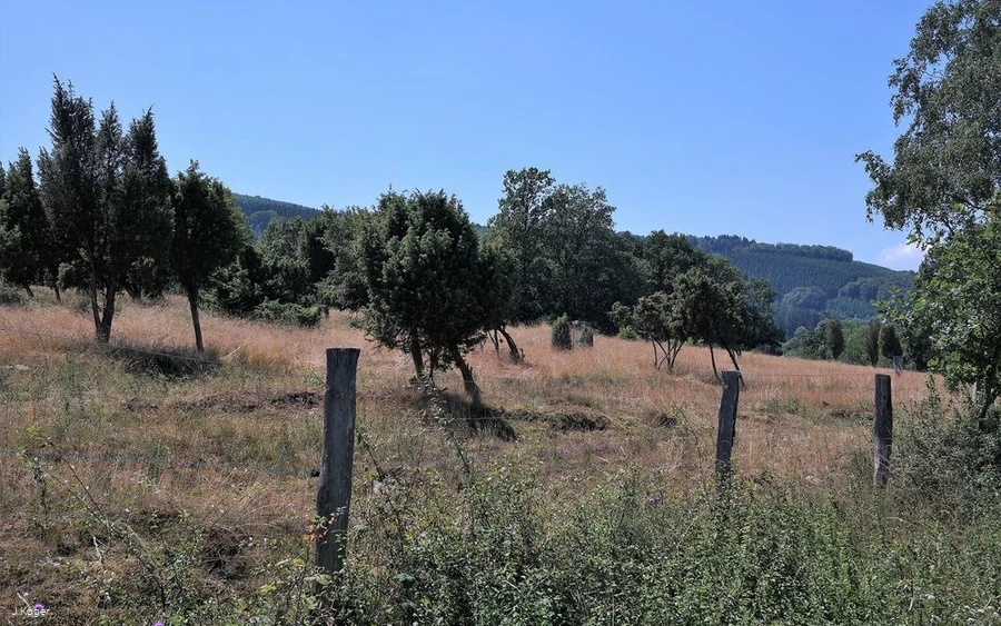 Wacholderheide