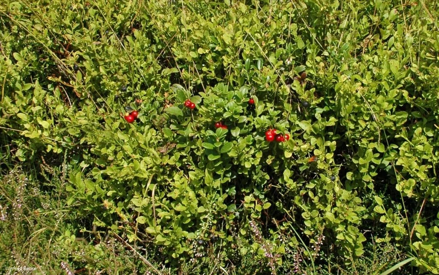 Vegetation mit Preiselbeeren am Osterkopf