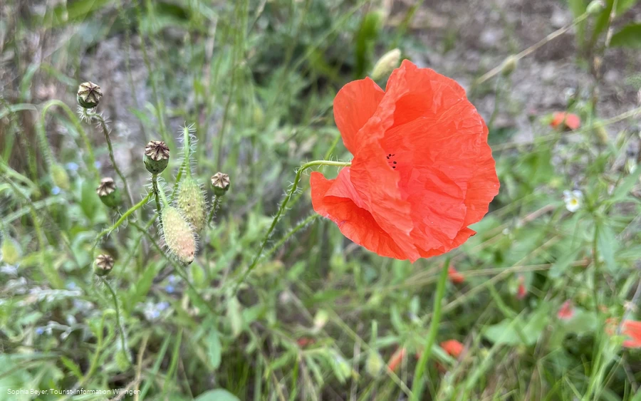 Klatschmohn am H2 bei Hemmighausen