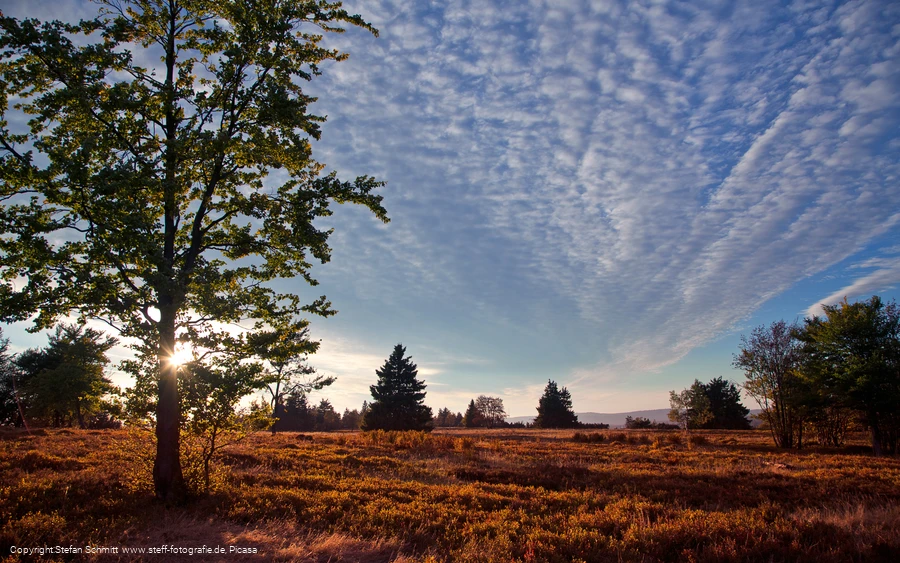 ferienwelt-wintebrerg_2015_niedersfeld_hochheide-goldener-pfad-landschaft-heide_herbst-5