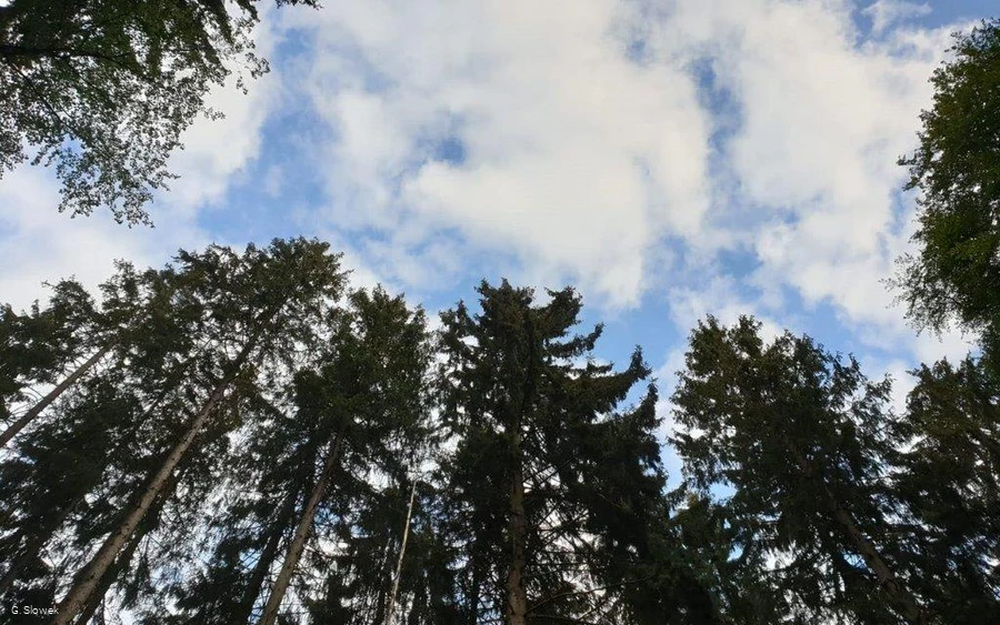 Waldbaden-Blick zu den Baumwipfeln ( Foto G.Slowek).jpg