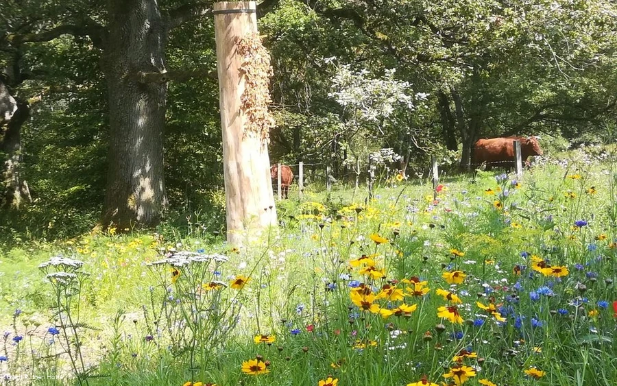 Zeidlerei im Bibertal