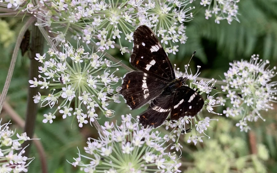 Landkärtchen (c) Astrid Bauriedel-2.jpeg