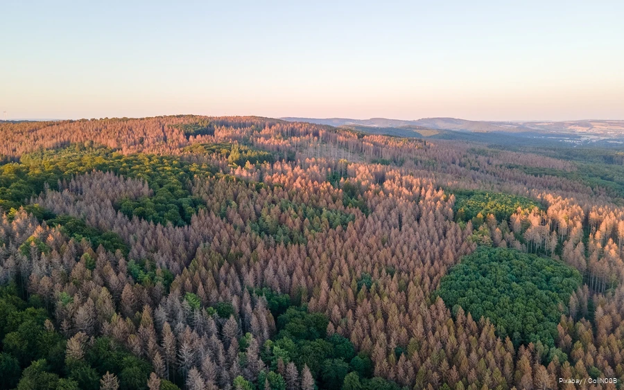 Forest_drone image 2 Drone image of a forest with dead trees.