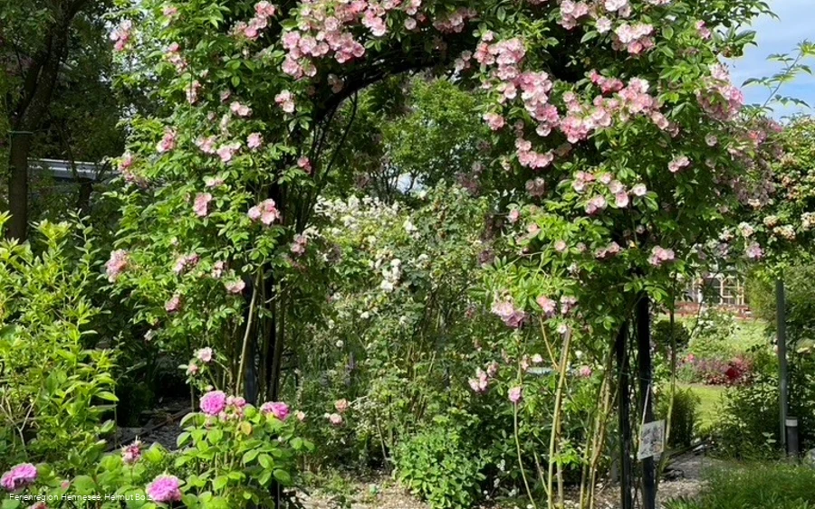 Offener-Rosengarten-Bolz