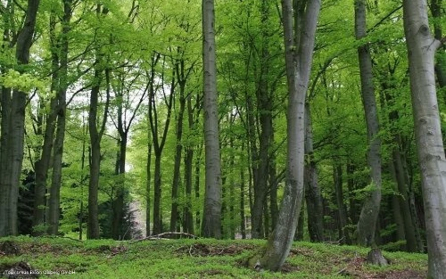 Kneipp WanderWeg Olsberg