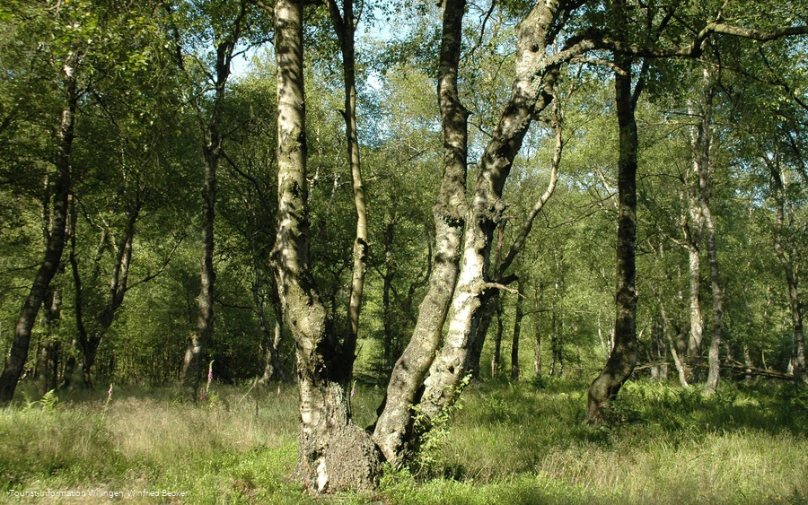 Karpaten-Moorbirken im Naturschutzgebiet Jaegers Weinberg
