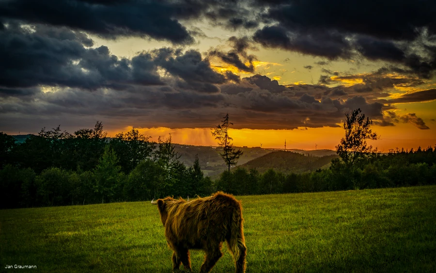 Cow on the Weide