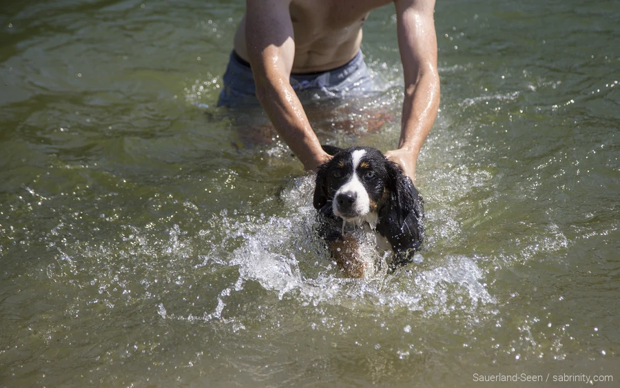 Hond zwemt in het water bij Diemelsee. De familie op vakantie met hun hond in het Sauerland.