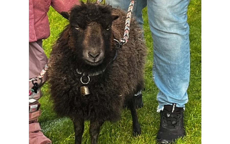 Hof Huxhardt - Schafspaziergänge