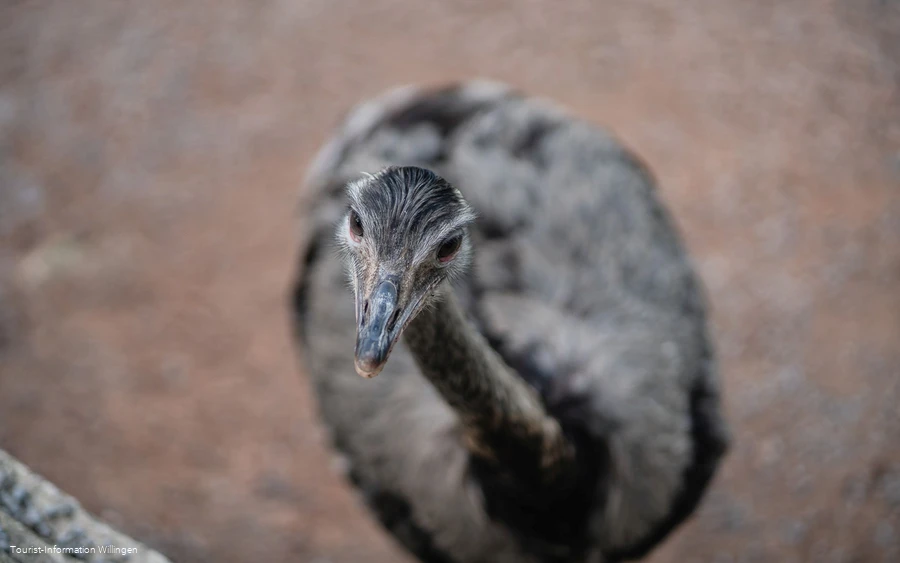 Nandu im Wild- und Freizeitpark Willingen Nandu im Wild- und Freizeitpark Willingen