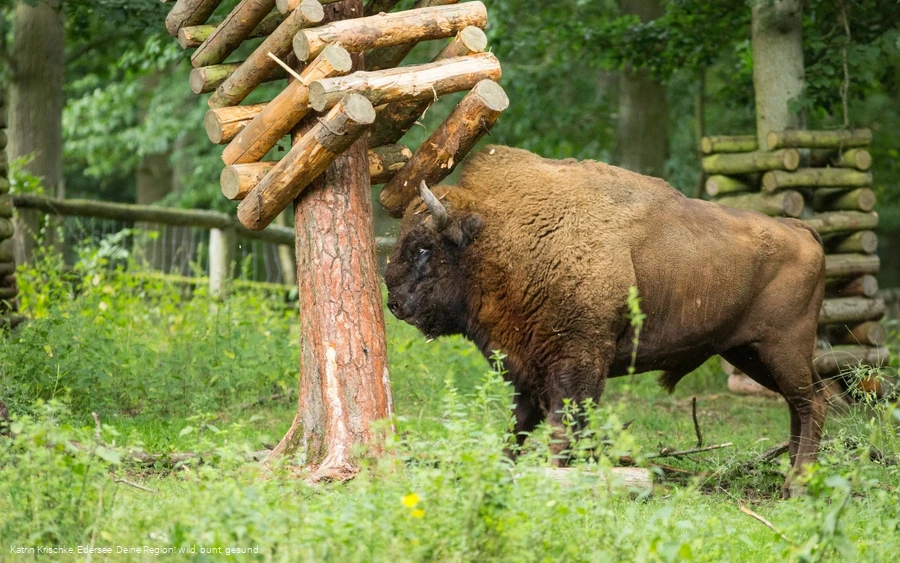 WildtierPark Edersee