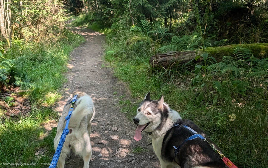 Husky Trekking Husky Trekking