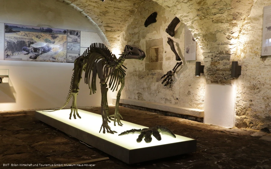 Museum Haus Hövener - Dinosaurierskelett