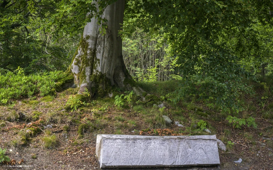 Markanter Baum an der Schwalenburg