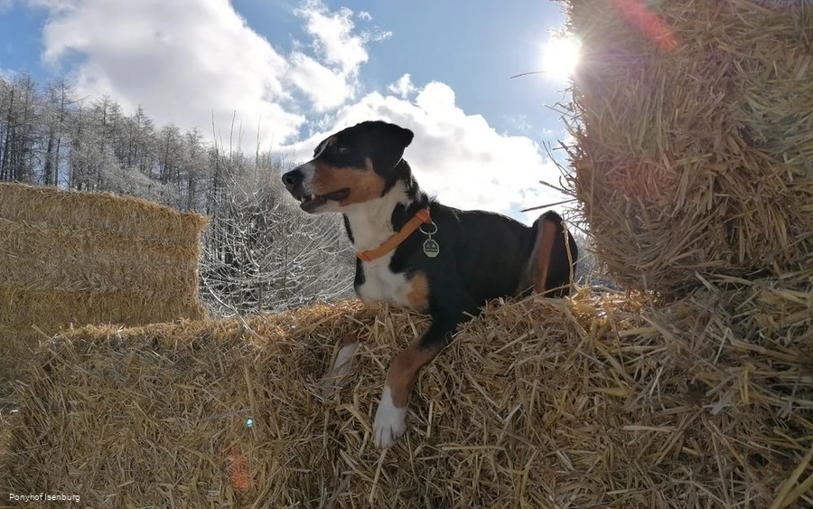 Neben den Ponys gibt es auch weitere Mitbewohner