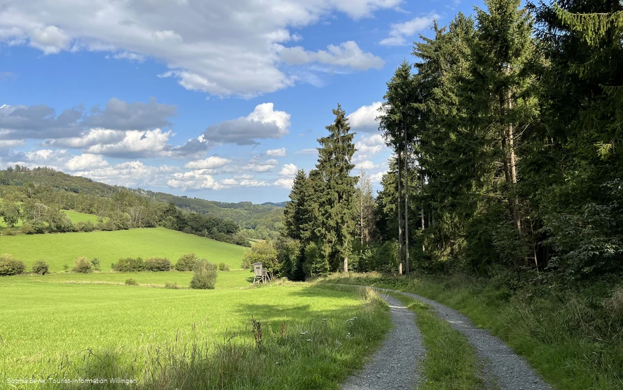 Waldrand am H2 bei Hemmighausen