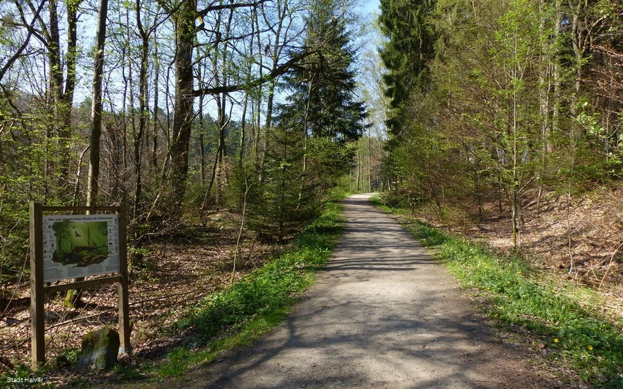 Waldweg entlang des Naturlehrpfades