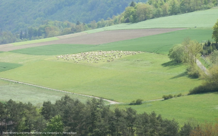 Beringhausen, NSG Brandiger Berg