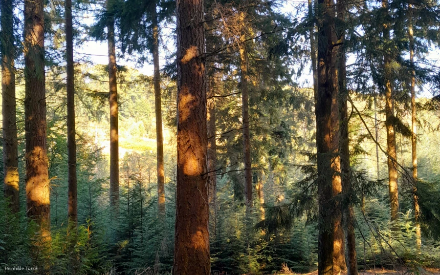Waldbaden (2).png
