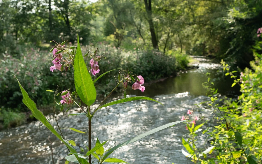 Zuweg Sauerlandroute