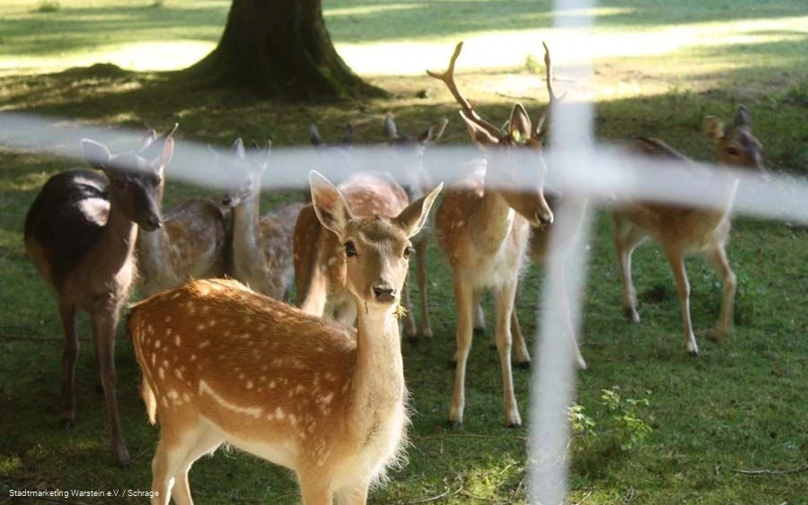 Rehgehege Rehgehege