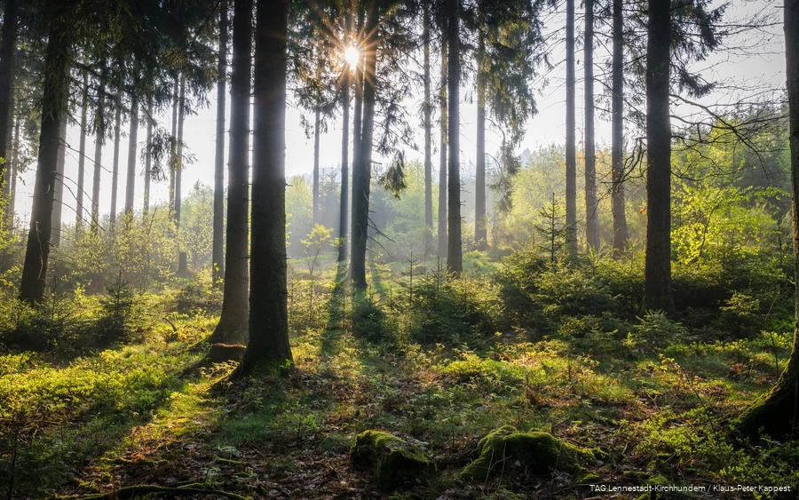 De zonnestralen breken zachtjes door het dichte bos van Sauerland.