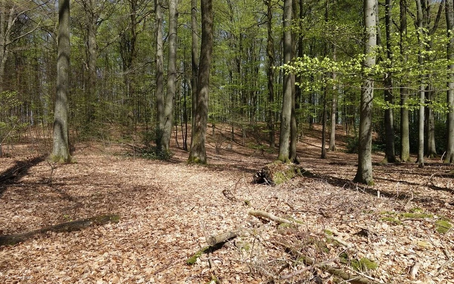 Natur pur im Naturschutzgebiet