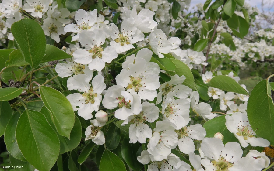 Frühlingsspaziergang Gudrun (002).JPG