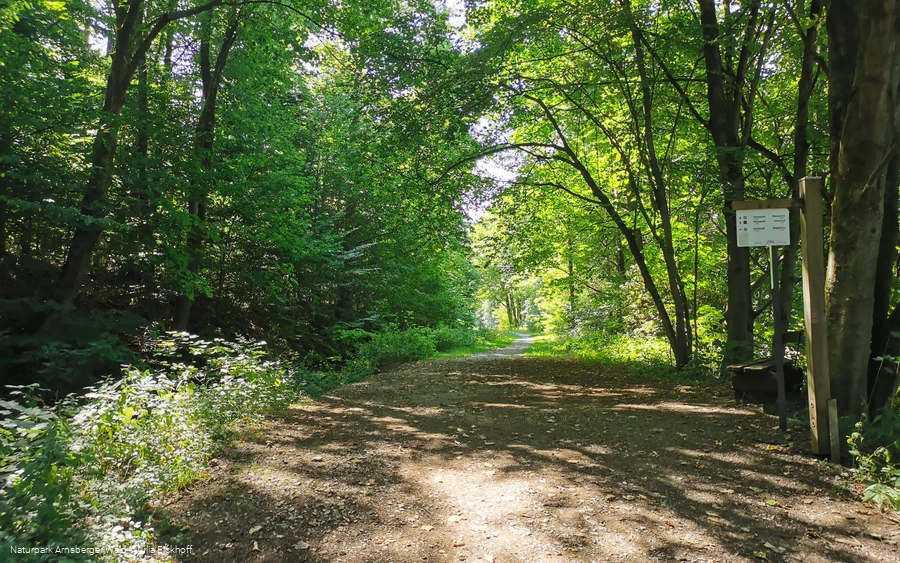 Sauerland-Waldroute an den Almequellen