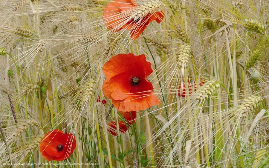 Mohn im Kornfeld