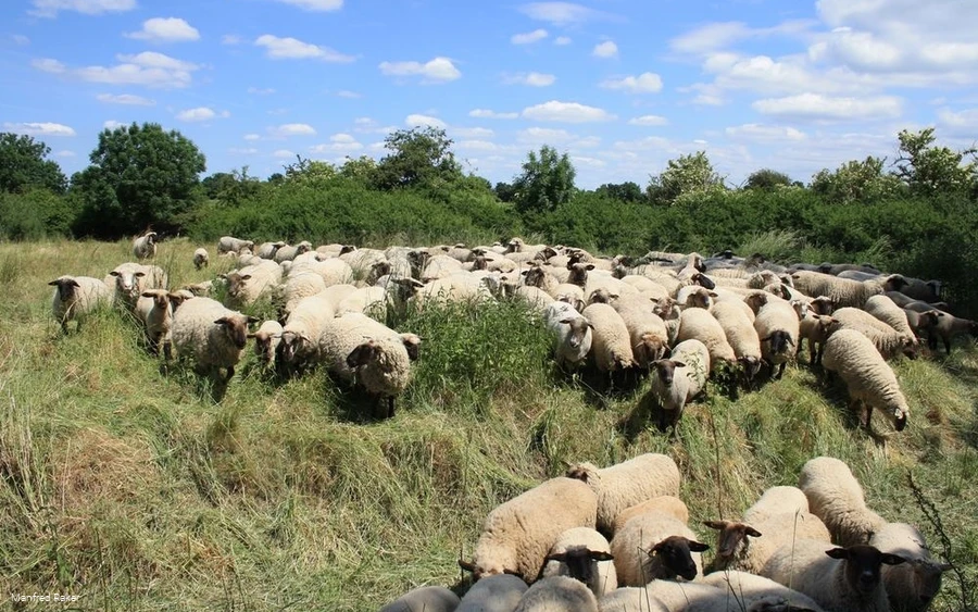 Schafe in der Westerschledde
