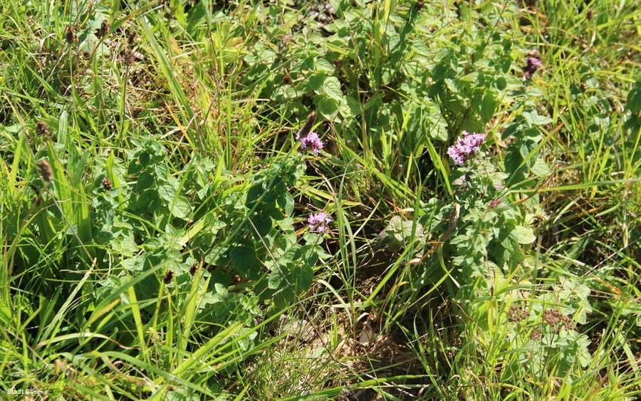 Blick auf blühende Blumen Blick auf blühende Blumen