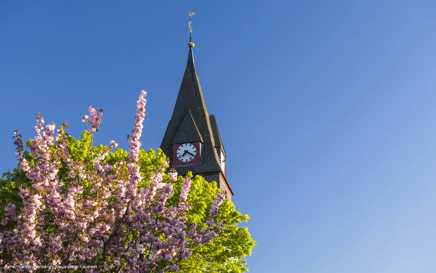 Ein Kirchturm hinter blühenden Bäumen.