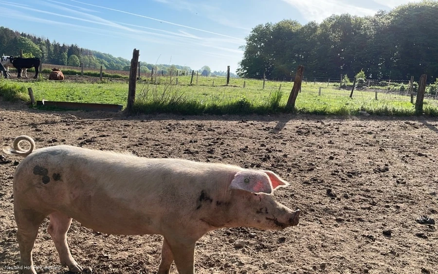 Glückliche Schweine auf dem Hof