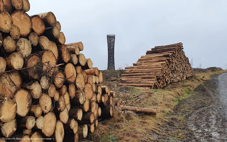 Holz am Wegesrand Lörmecketurm