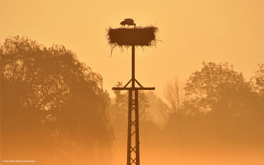 Een ooievaar in het nest