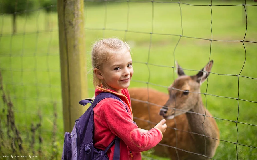 Rehgehege im Park Rehgehege im Park