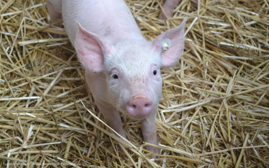 Schwein der Familie Helwig.JPG