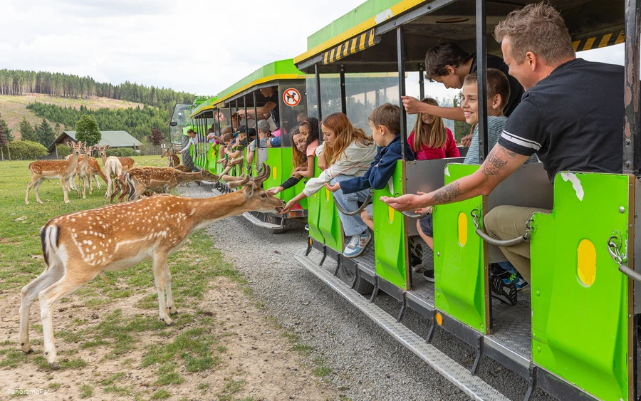 Panorama Park Pano Express mit Dammwild