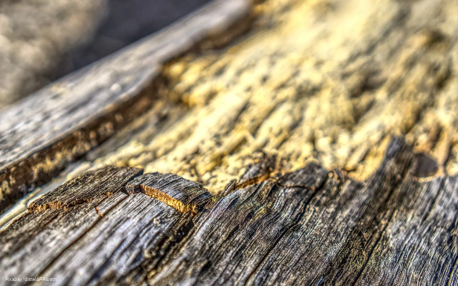 Close-up of a destroyed tree bark.