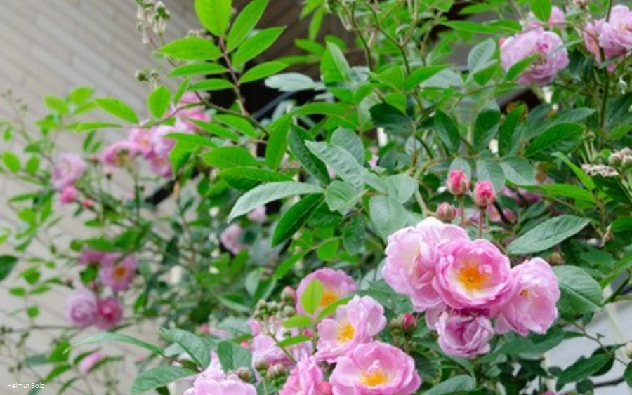 Offener-Rosengarten-Bolz.jpg
