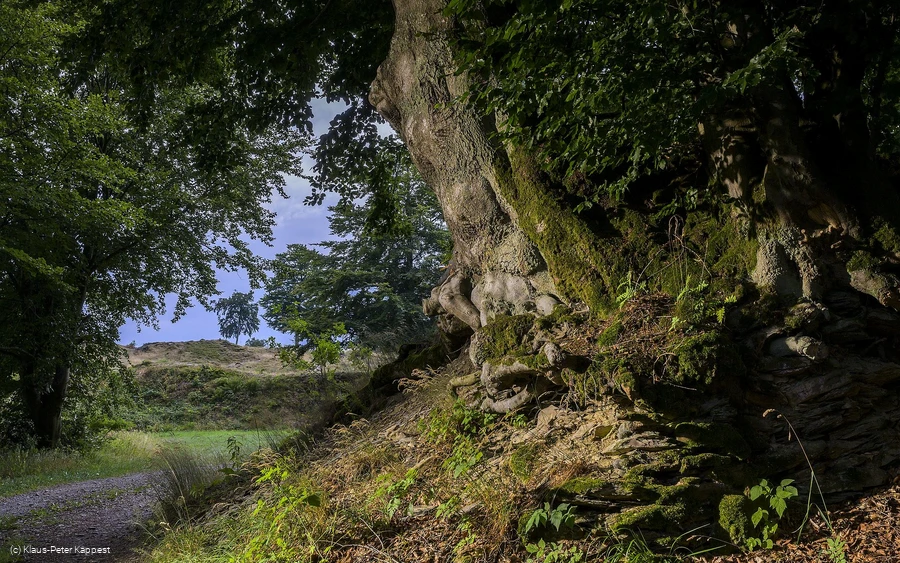 seelenort-schwalenburg-baum_c__klaus-peter_kappest.jpg