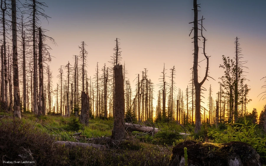 A dead piece of forest.