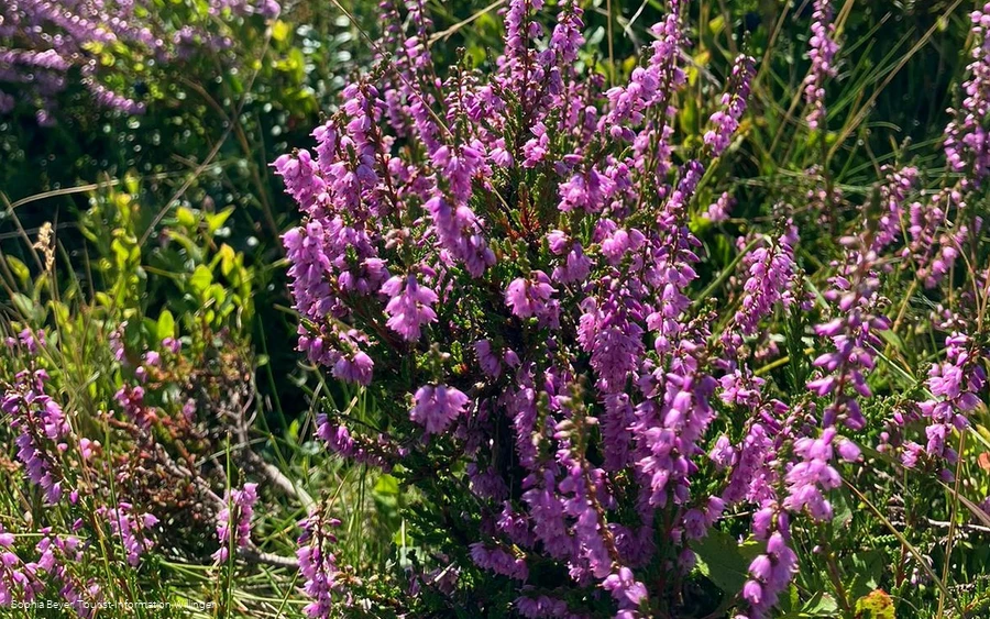 Heideblüte