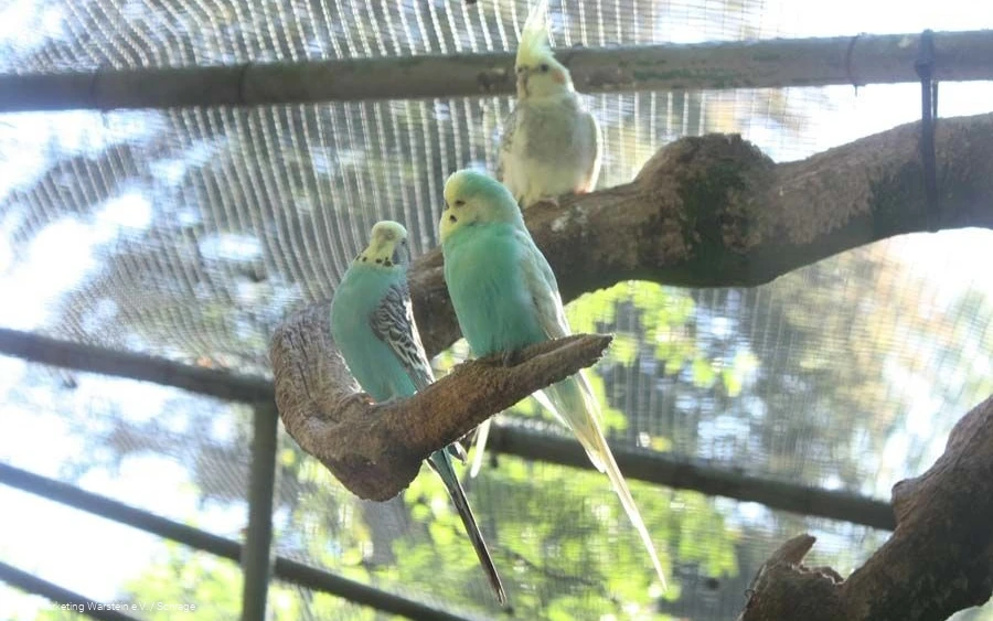 Vogelgehege Vogelgehege